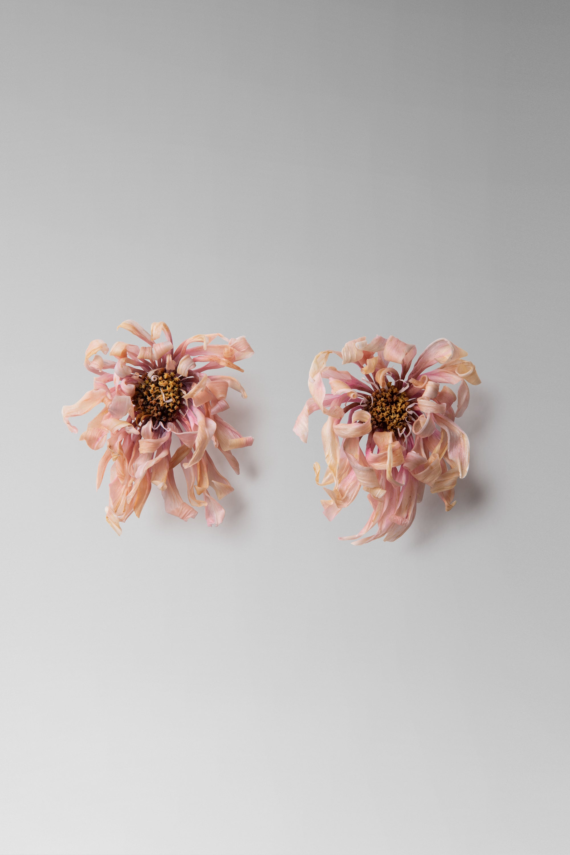 Individually hand shaped and painted clay flowers. Feather weight with sterling silver post back finishing.Approximate measure: H: 3 1/2 ” x W: 2 3/4”Due to the hand made nature of the individual petals as well as the asymmetrical design of the pair, each piece will vary slightly in size.