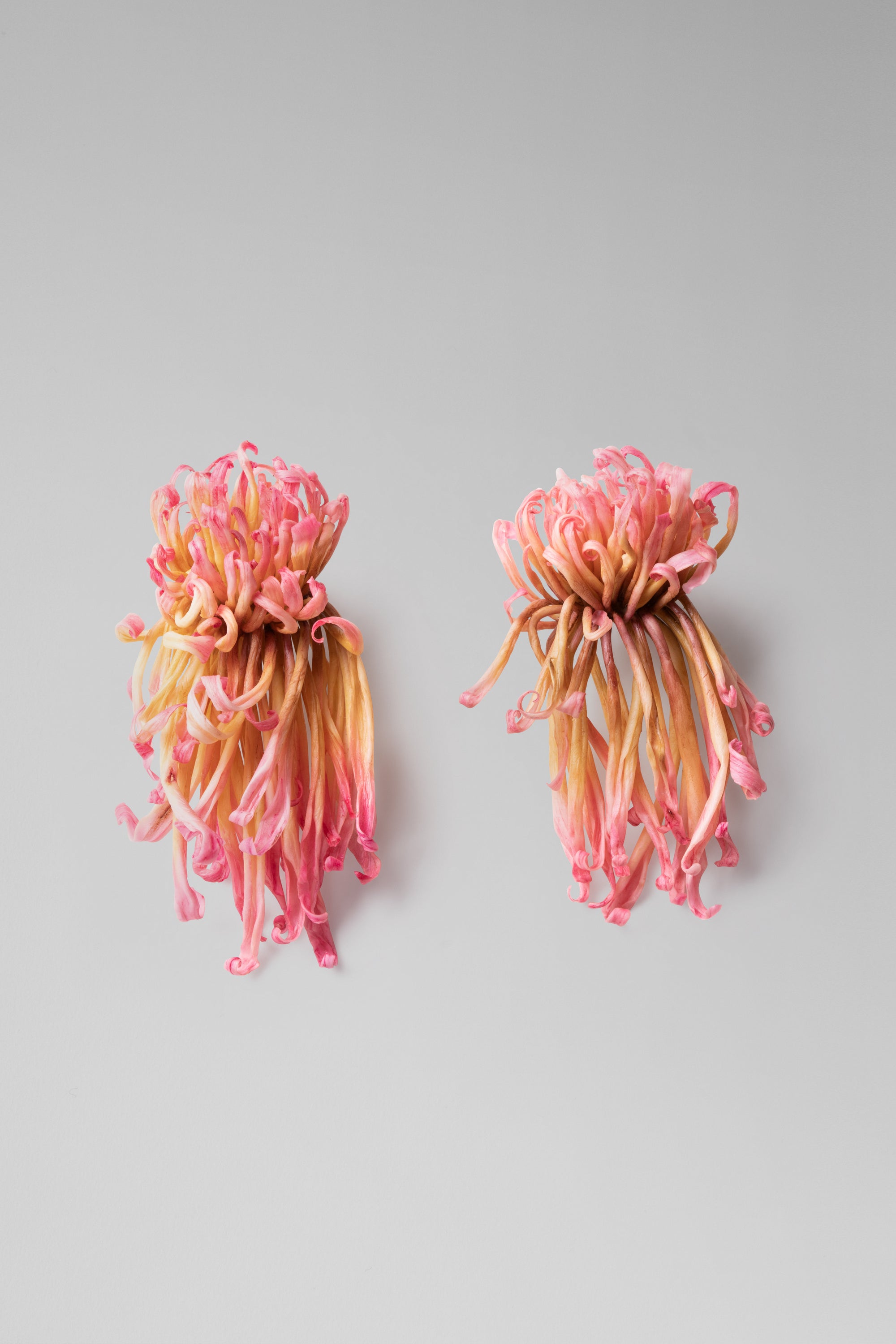 Individually hand shaped and painted clay flowers. Feather weight with sterling silver post back finishing.Approximate measure: H: 4” x W: 2 1/2“Due to the hand made nature of the individual petals as well as the asymmetrical design of the pair, each piece will vary slightly in size.