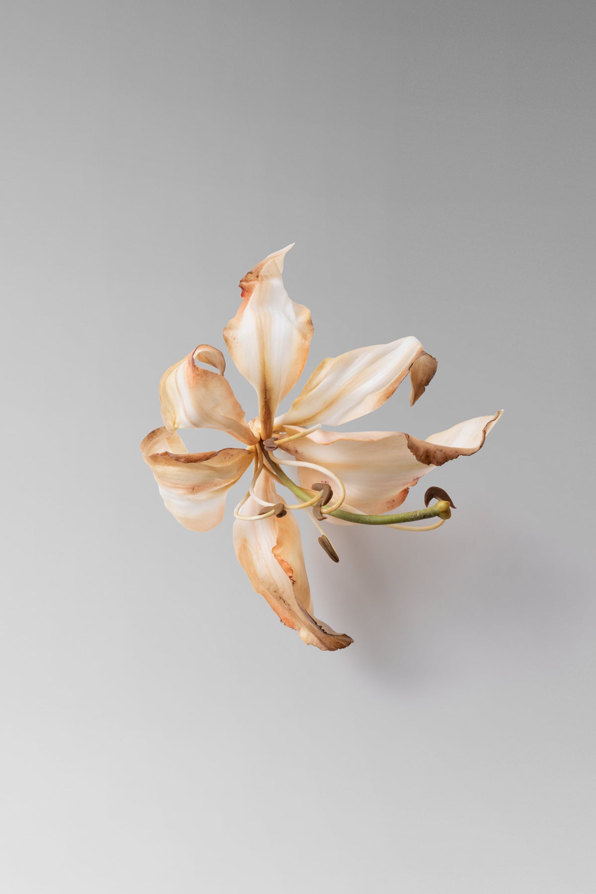 Individually hand shaped and painted clay flower. Feather weight sterling silver plated pin back closure.Approximate measure: H: 3” x W: 2 “Due to the hand made nature of the individual petals each piece will vary slightly in size. 