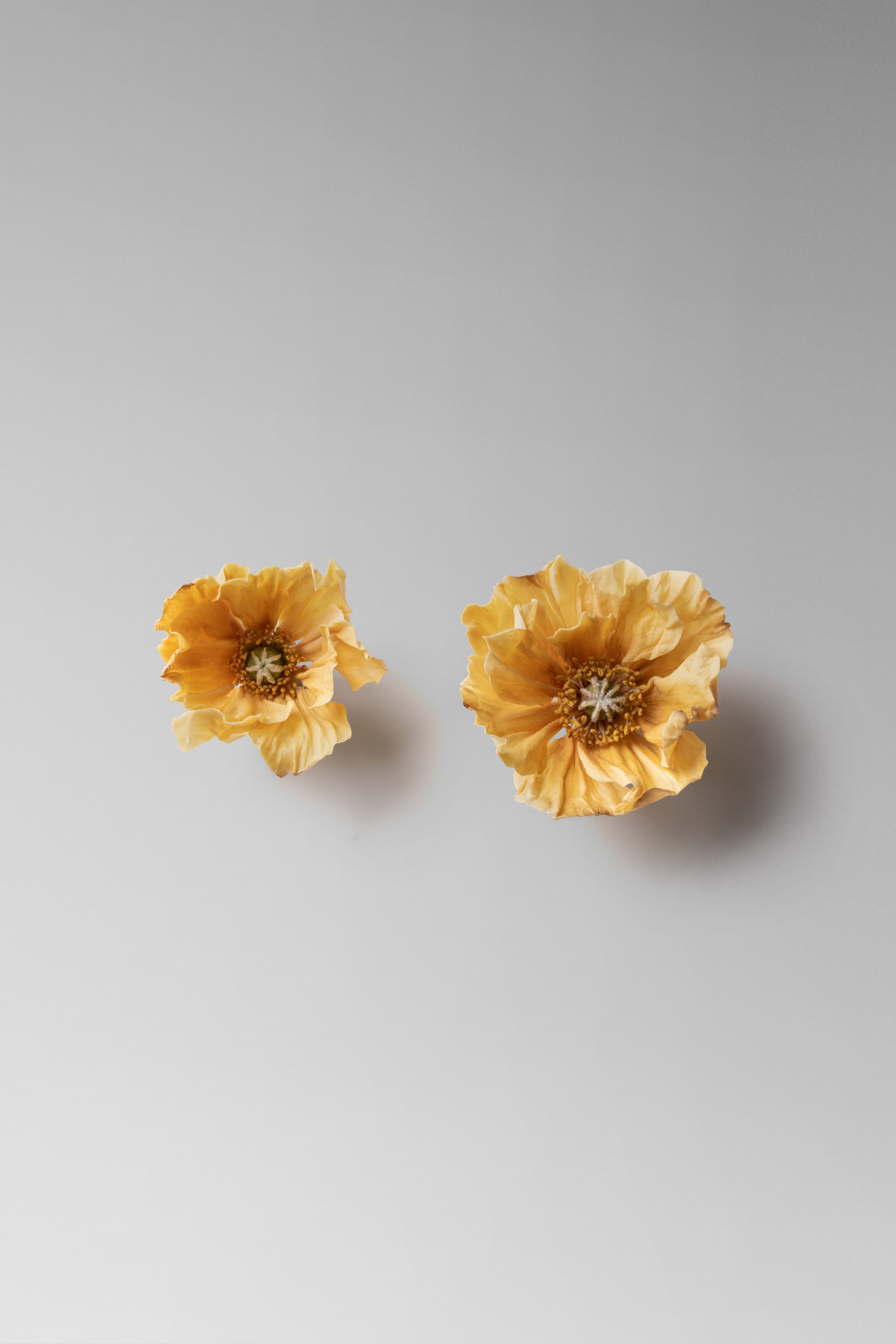 Individually hand shaped and painted clay flowers. Feather weight with sterling silver post back finishing.Approximate measure: H: 2 3/4” x W: 2 1/2“Due to the hand made nature of the individual petals as well as the asymmetrical design of the pair, each piece will vary slightly in size. 